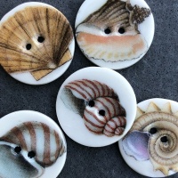 Assorted shells small medium